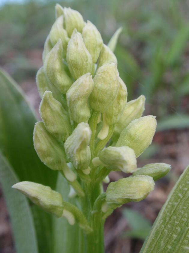 Prima Orchis purpurea in Piemonte